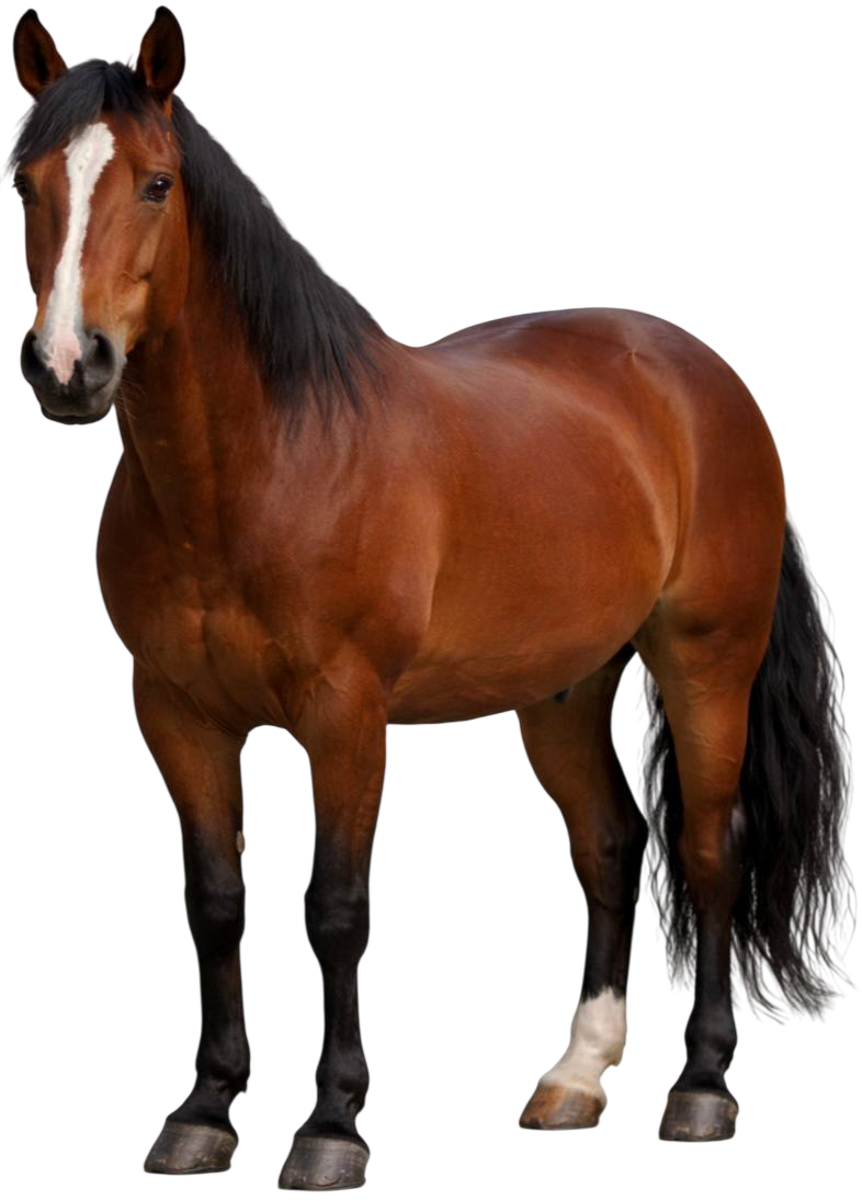 stallion