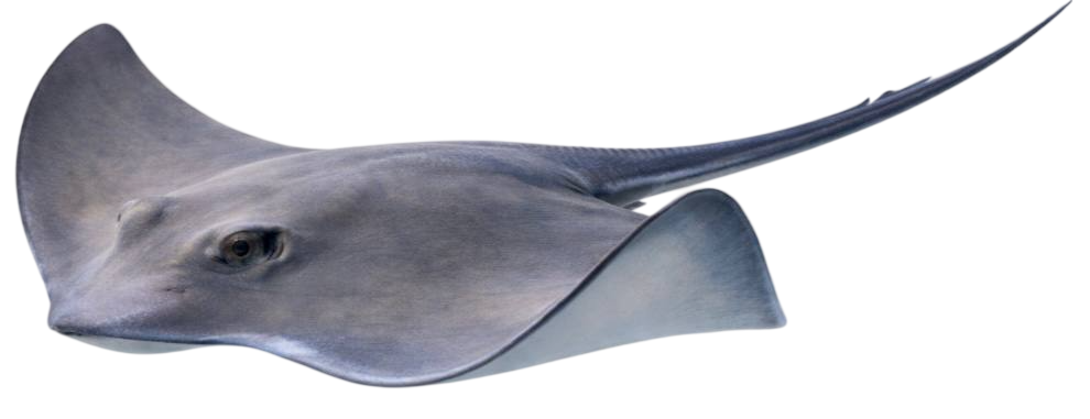 stingray