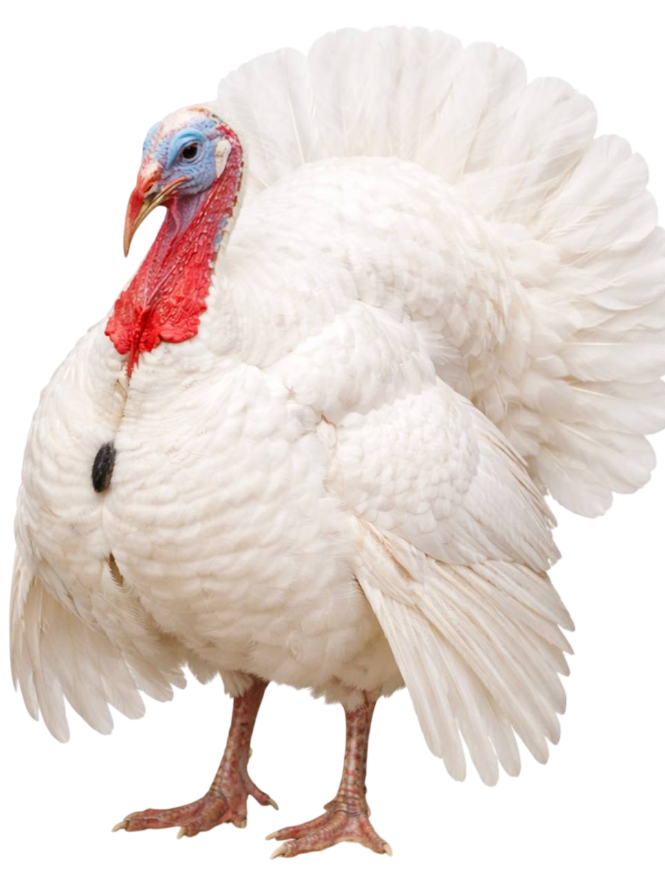 turkey
