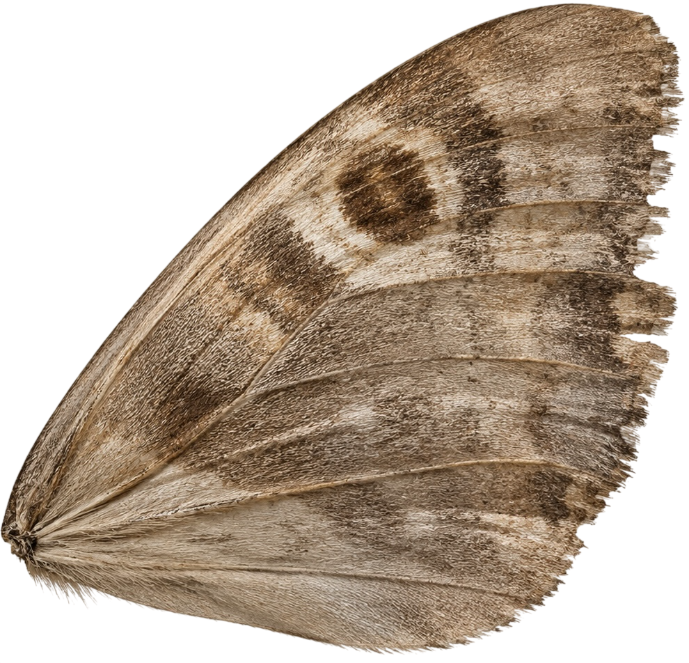 moth wing