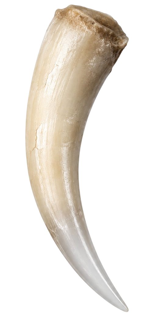 snake fang