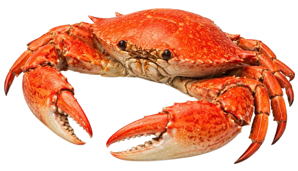 crab