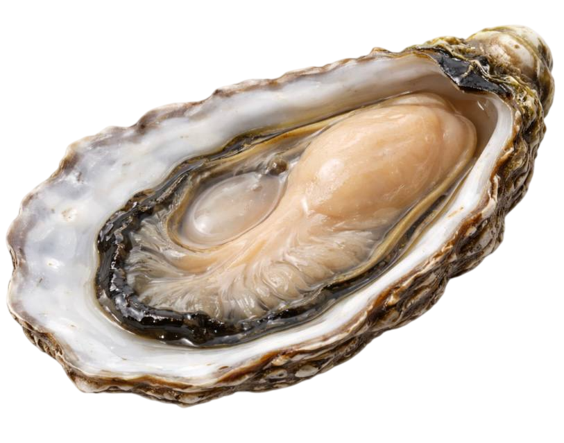 oyster