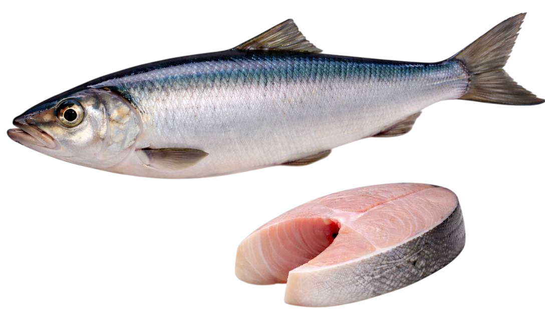 herring