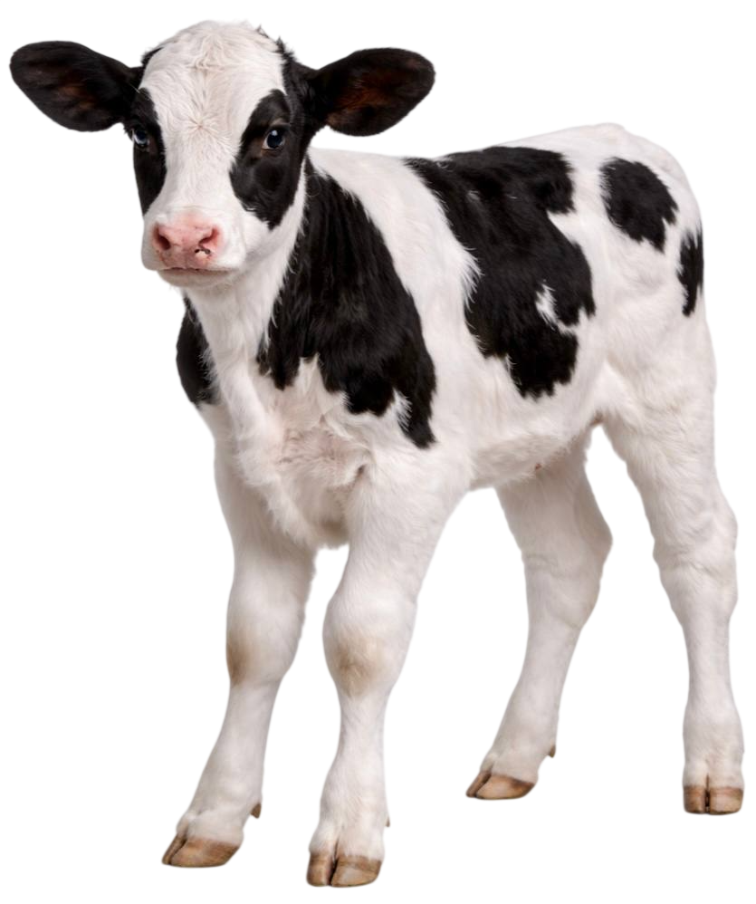 calf