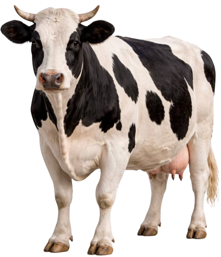 cow