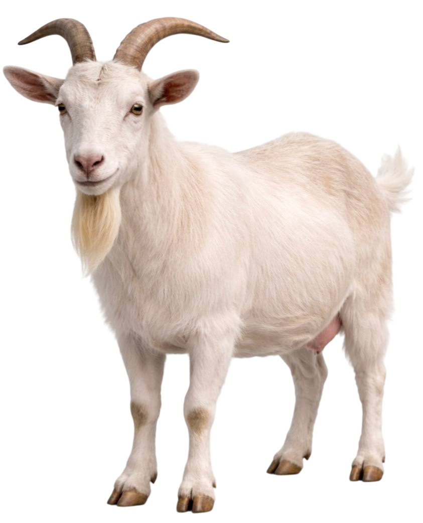 goat