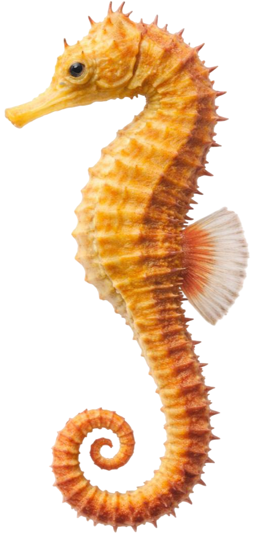 sea horse