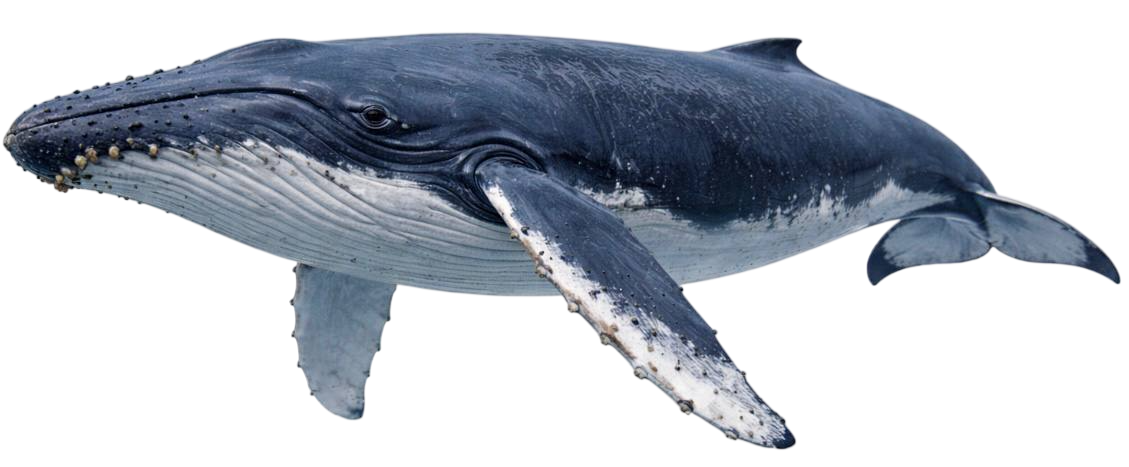 whale